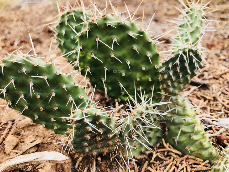Cactus