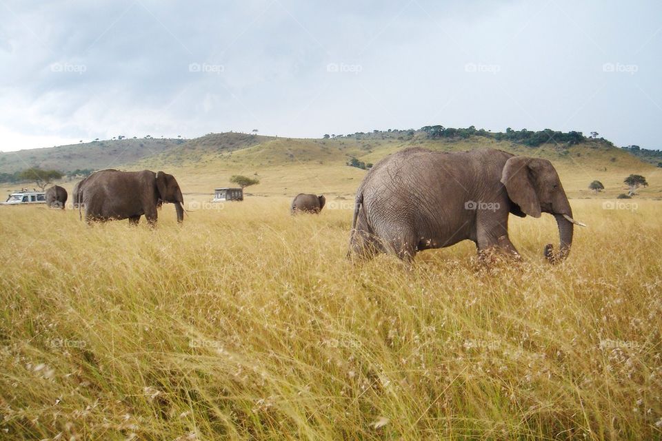 Elephant Crossing