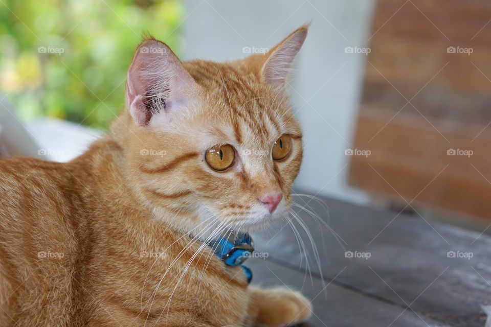 Orange fur cat, yellow eye pattern, blue collar, looking wondering, something looks cute