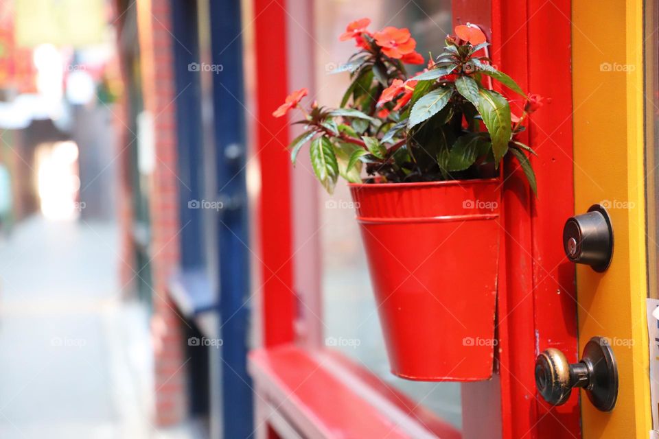 Plant in a red metal pot hanging on a window 