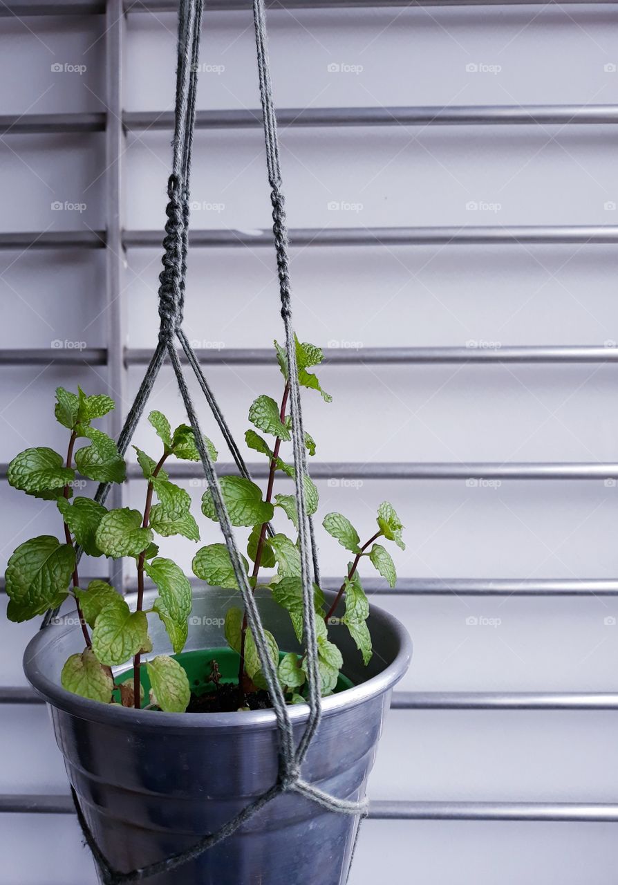 plantas em apartamento