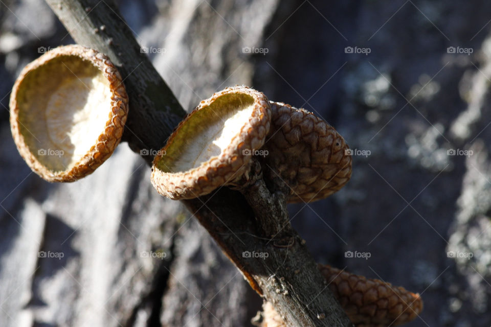 Acorn