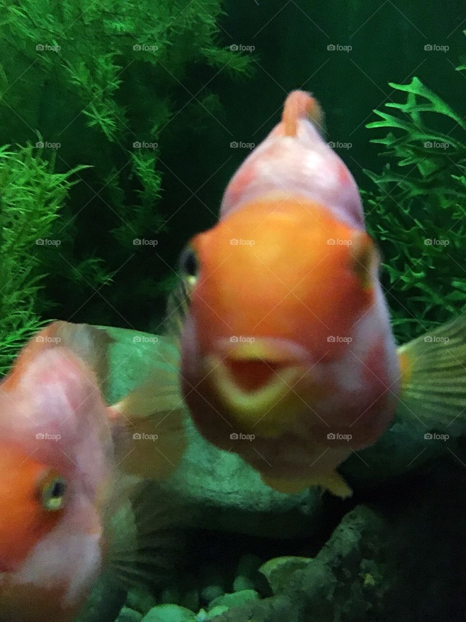 Smiling fish 