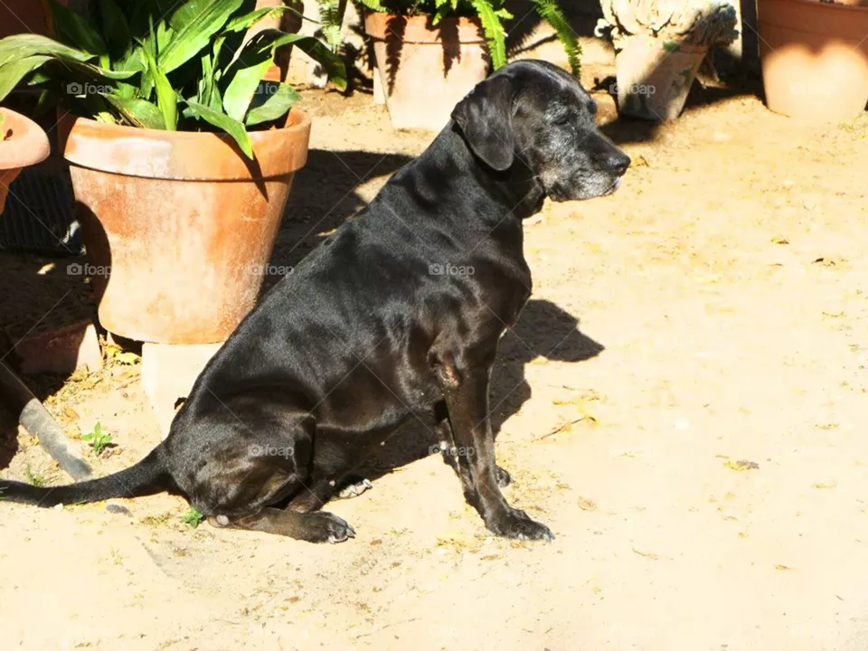 dog