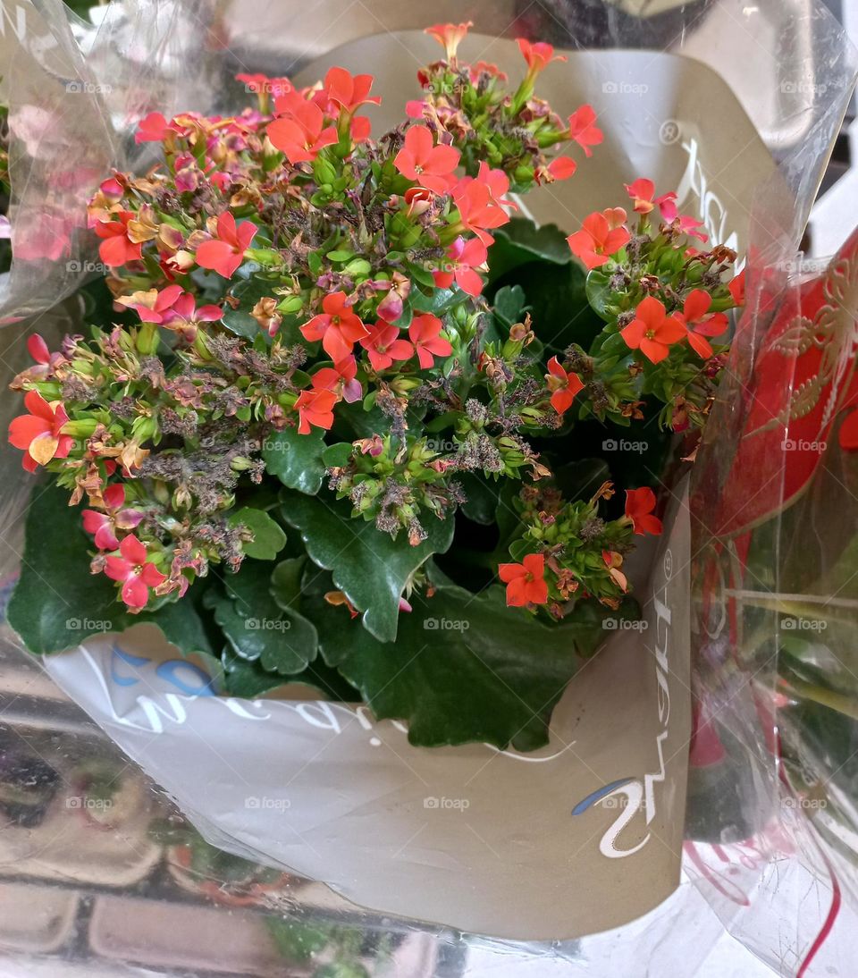 Flores: acto ou efeito de surpreender. Quando somos surpreendidos de maneira agradável, nossas emoções se intensificam em até 400%. A surpresa é caracterizada por uma reação fisiológica breve que ocorre após um acontecimento inesperado