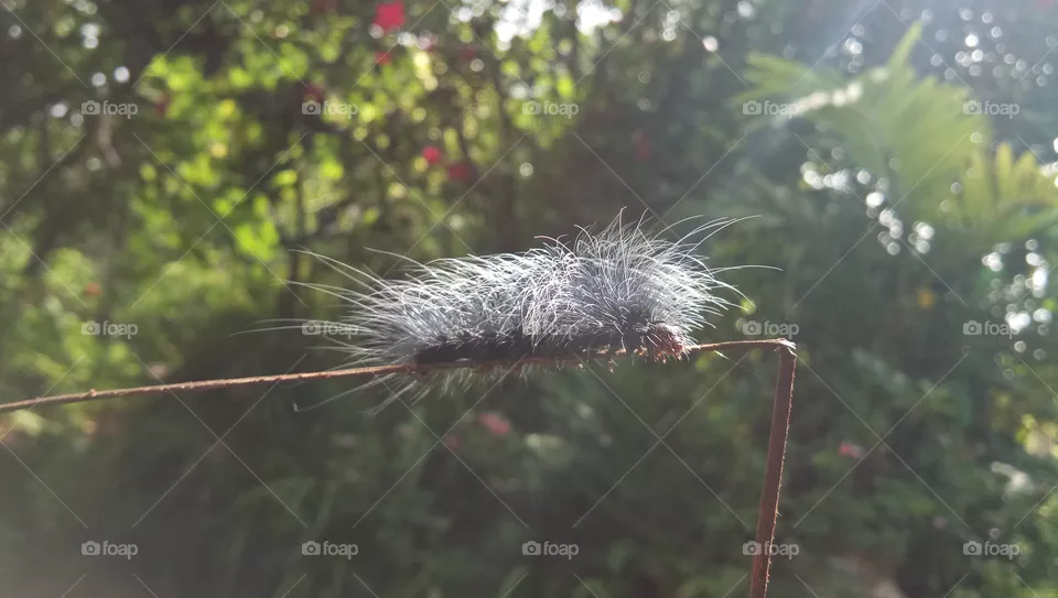 worm