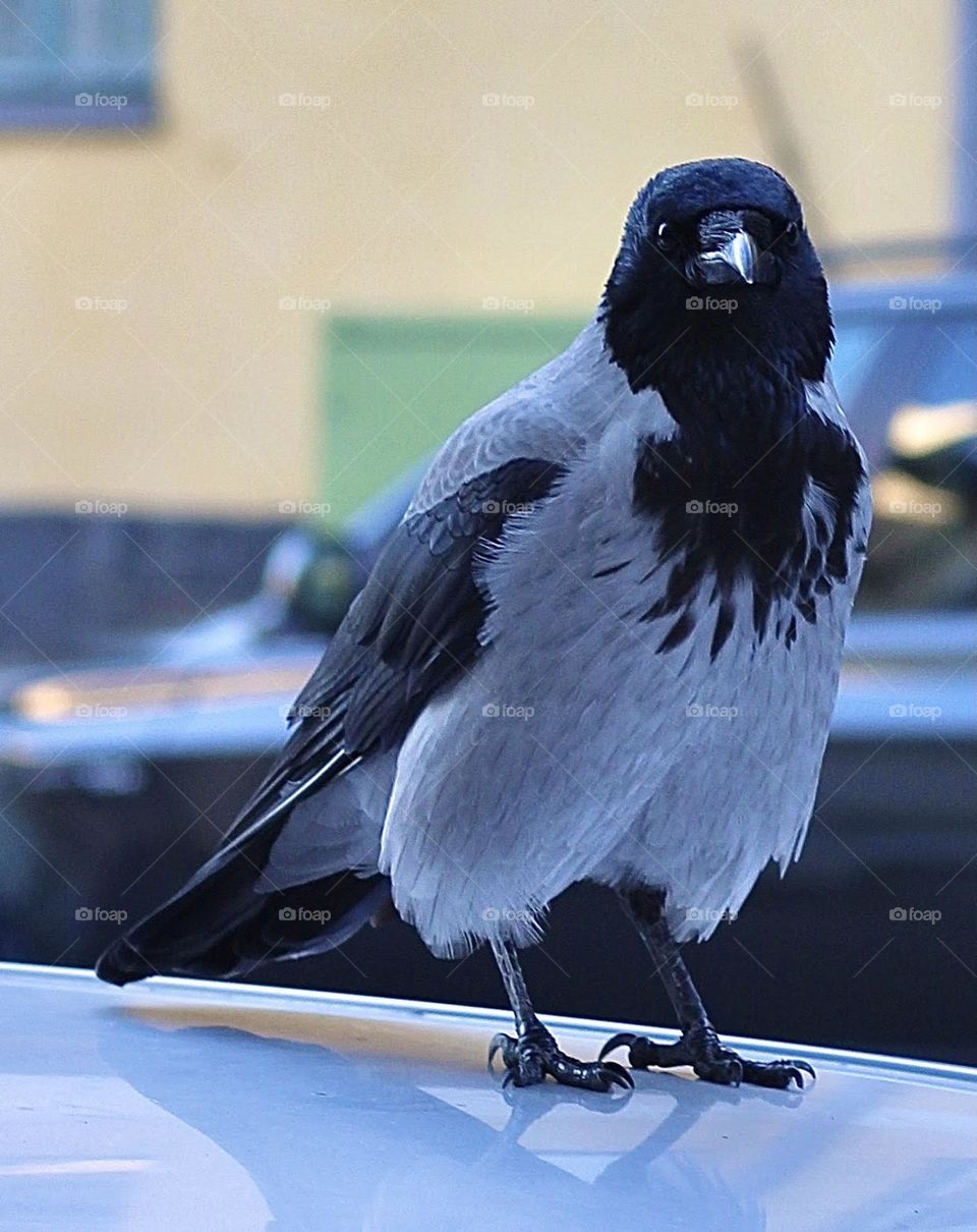 A crow posing on a car