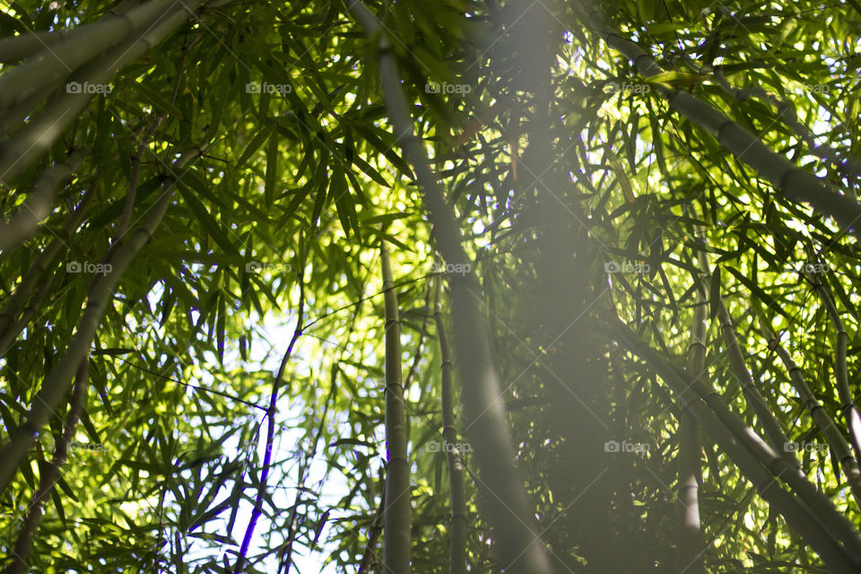 Bamboo Forest