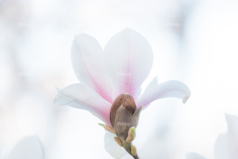 Closeup of one beautiful white blooming magnolia flower 