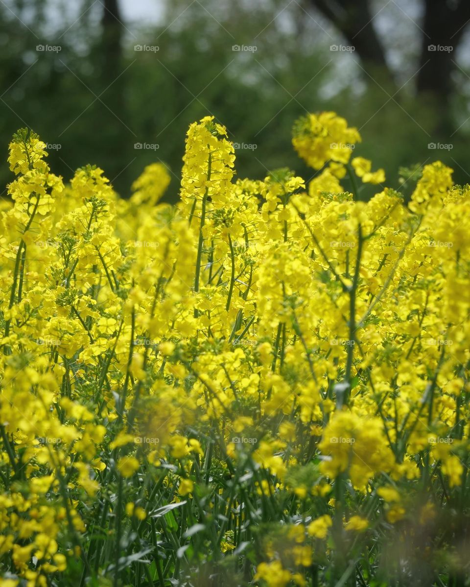 Field of gold