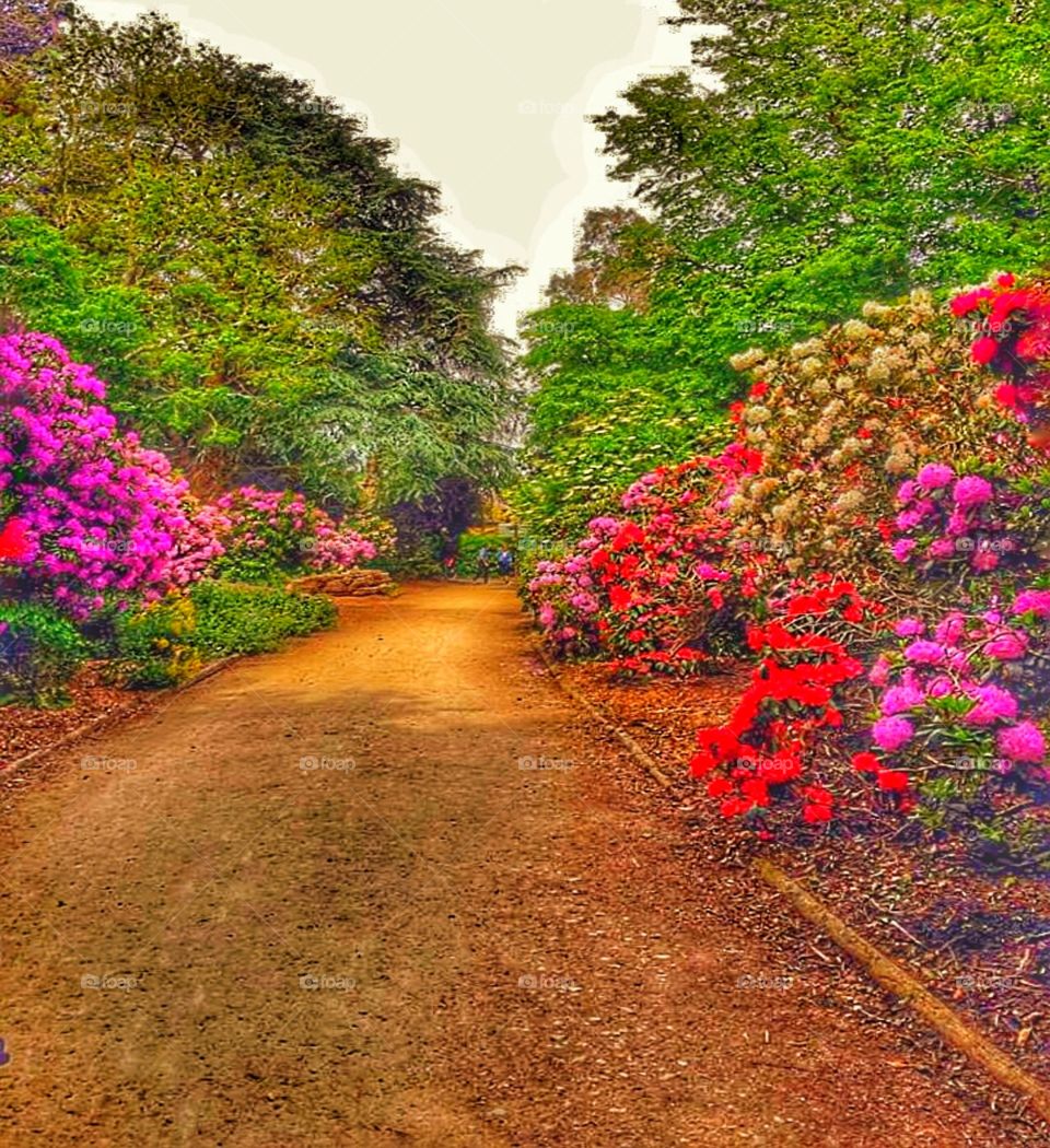 Colourful Pathway