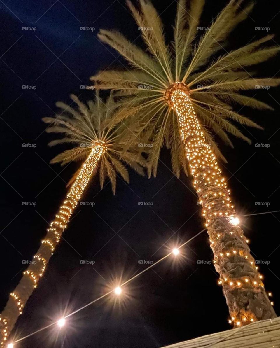 palm tree lights