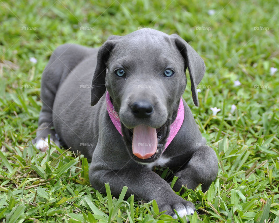 Puppy sitting on grassy field