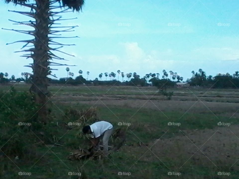 Farm trees 