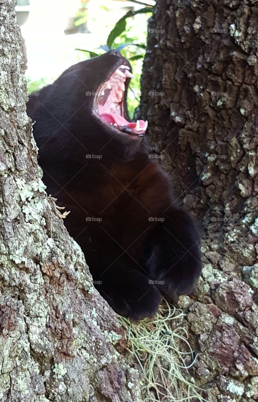 Bob resting in tree