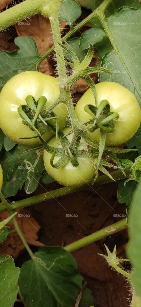 Fresh unripe organic healthy Tomatoes for sound health.