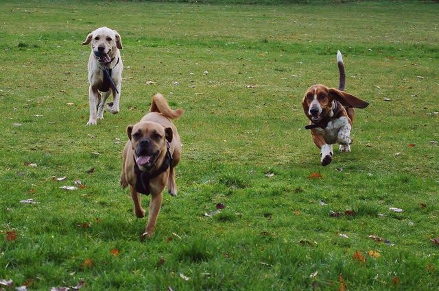 Chasing dogs 
