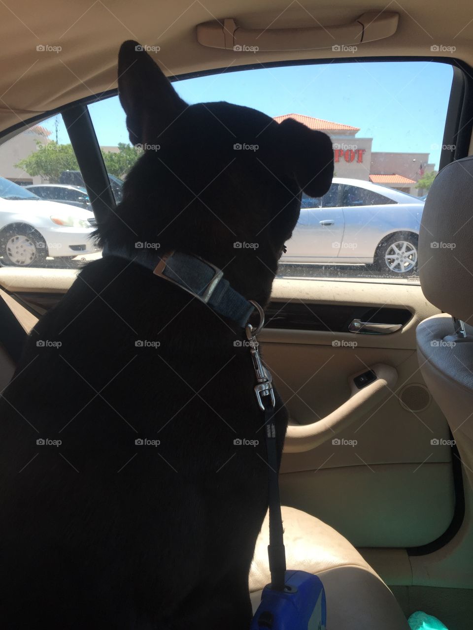 Dog in car
