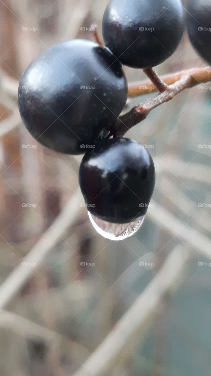 colour black - common privet berries  after rain