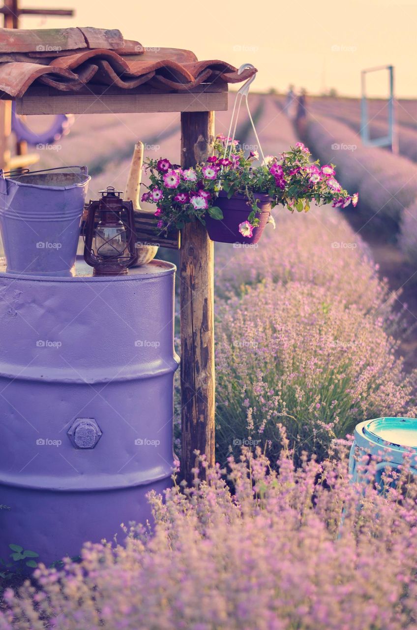 Lavender field