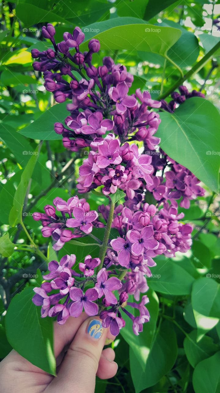 Backyard Lilac