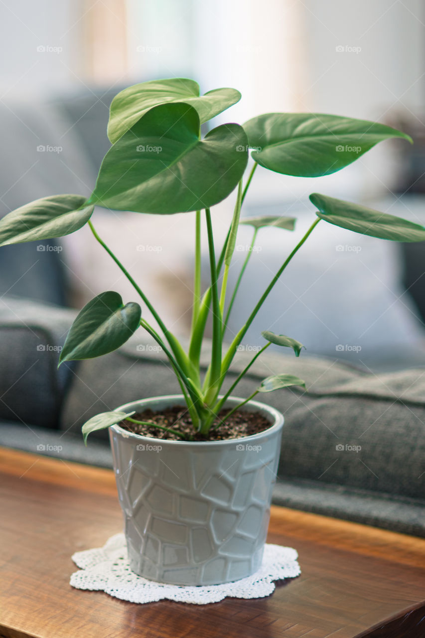 Baby Monstera Plant in Gray Pot