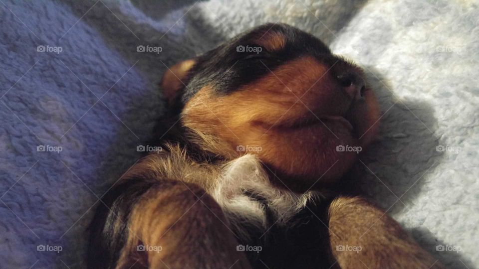 Little Brown, white, and black puppy with jis tongue peeking out of his mouth taking a nap in a grey blanket.