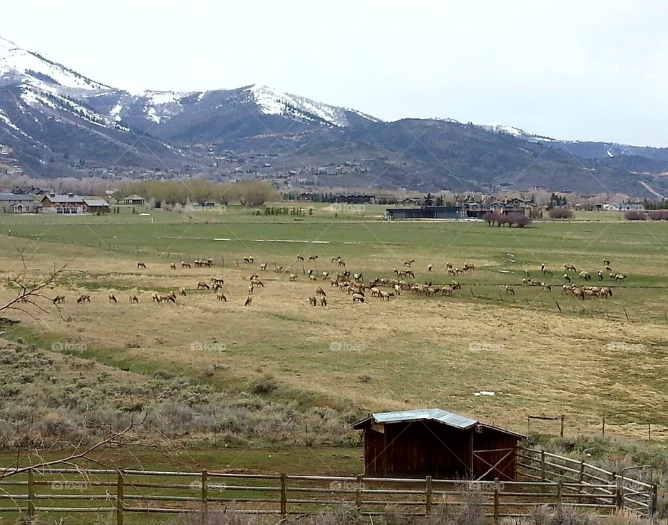 Beautiful Elk Herd