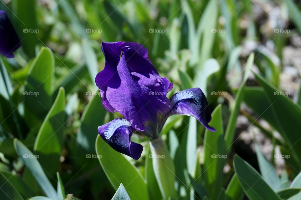 Purple iris. Purple Iris flower