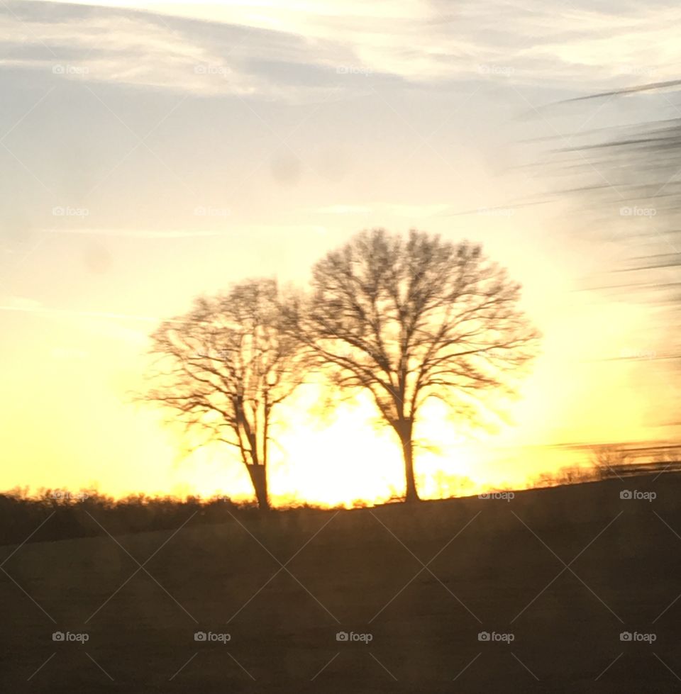 Sun behind some trees