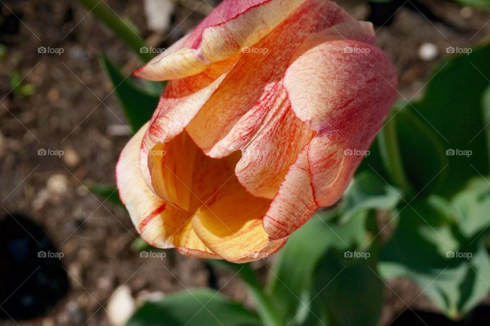 Garden. Tulip Bloom