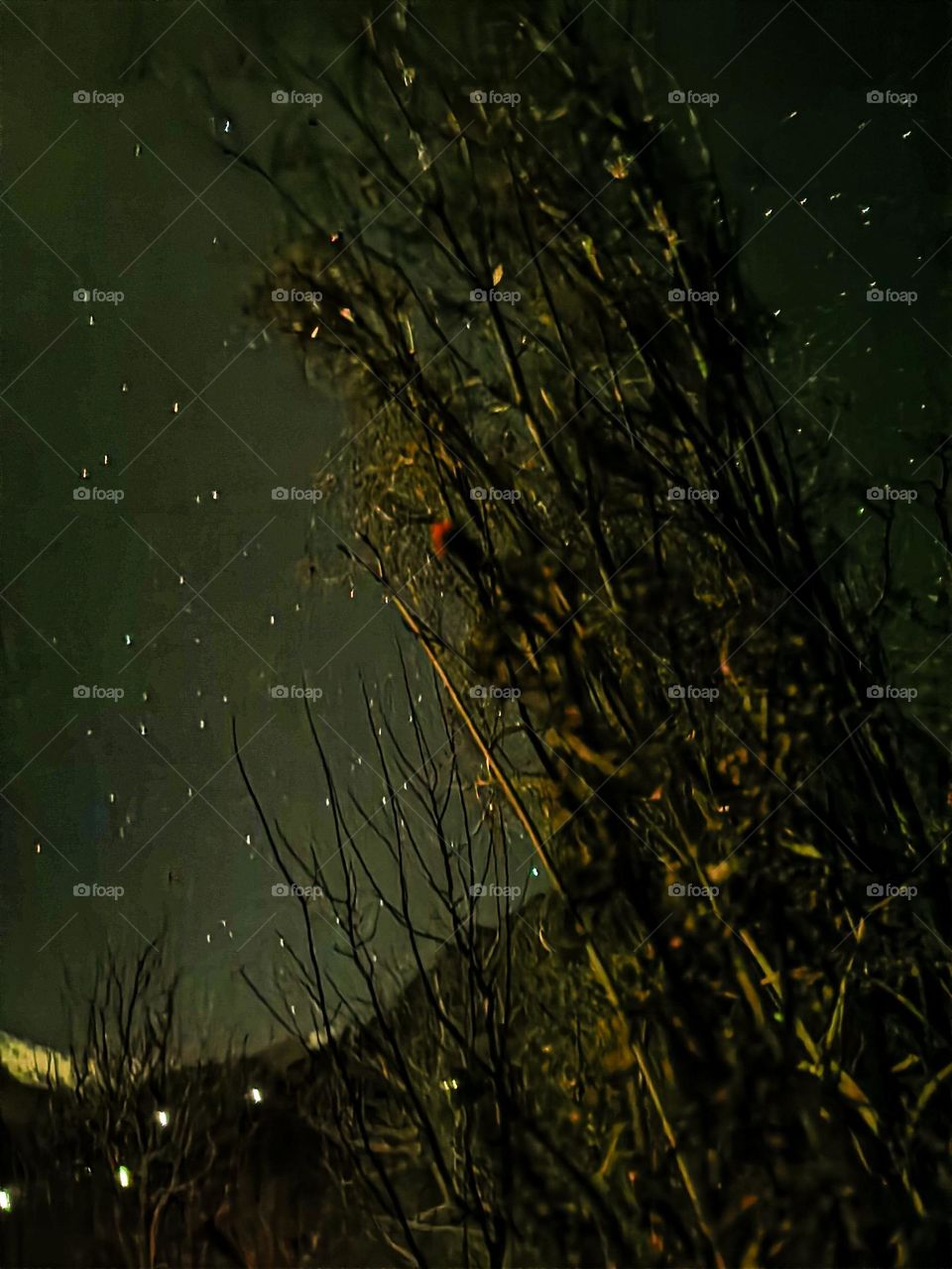 portrait of night sky; serenity up above