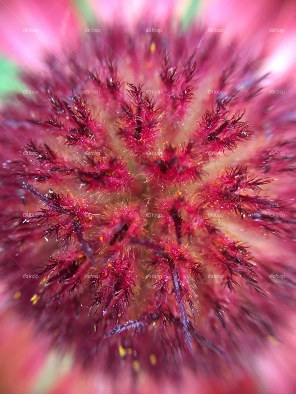 Flower head closeup