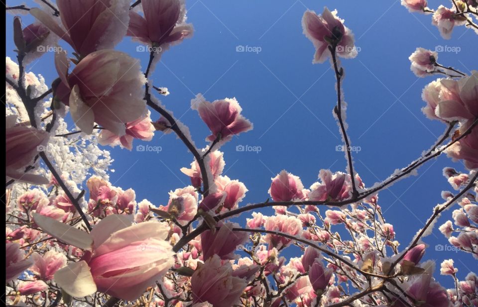 Snow-covered magnolias