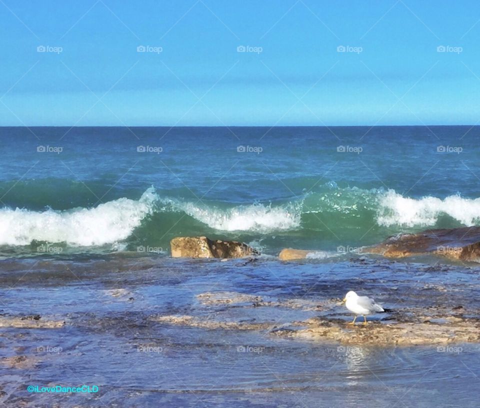 Chicago Series: Gull on Lake Michigan Shore