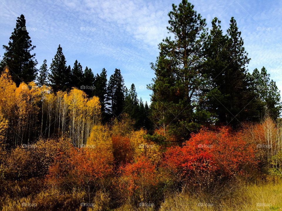 Fall, Tree, Wood, Landscape, Nature