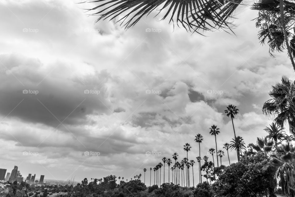 Trees in the distance landscape