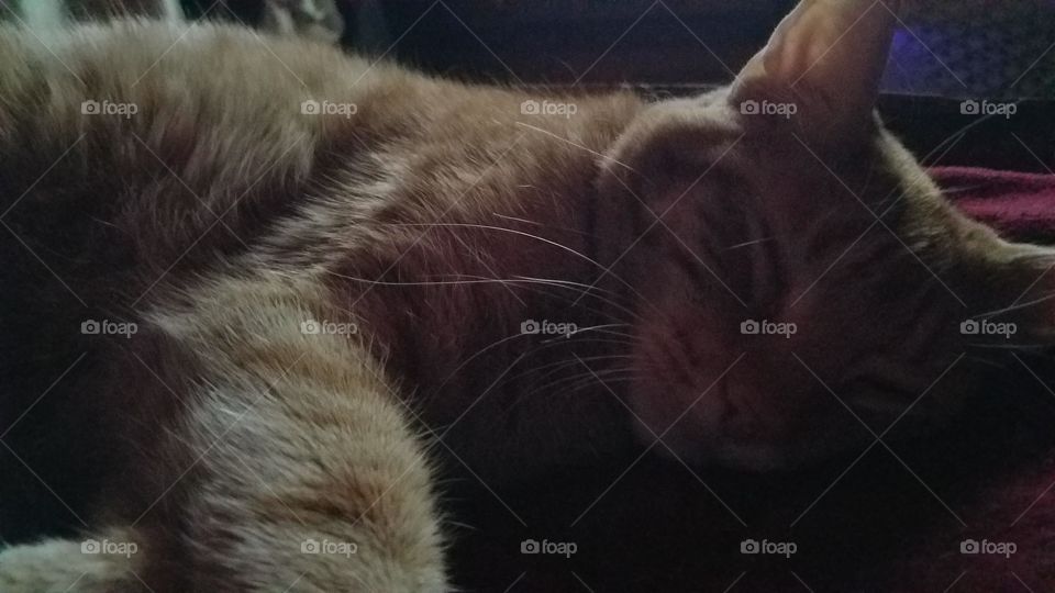 let sleeping kitties lie