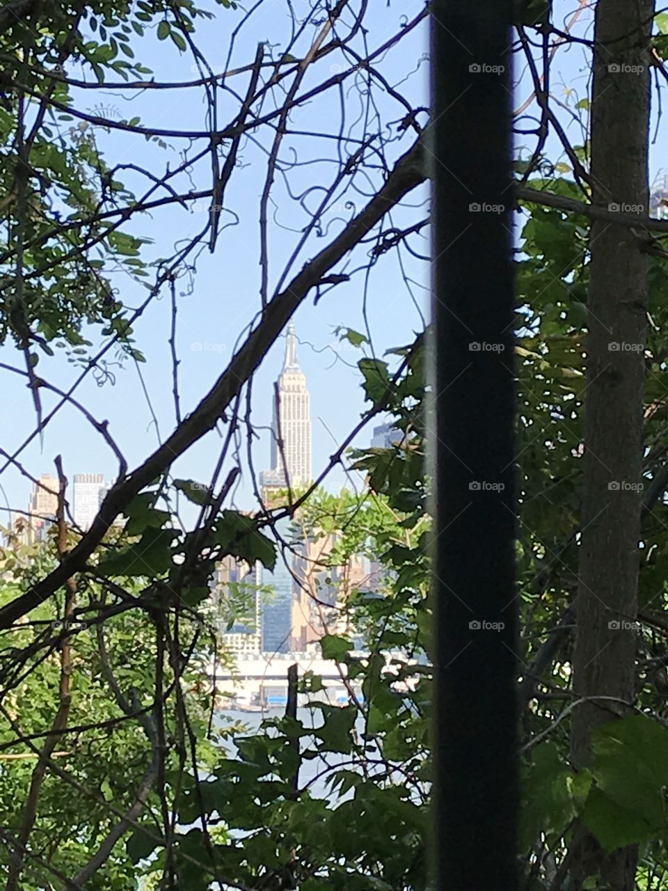 Tree, Nature, No Person, Leaf, Wood