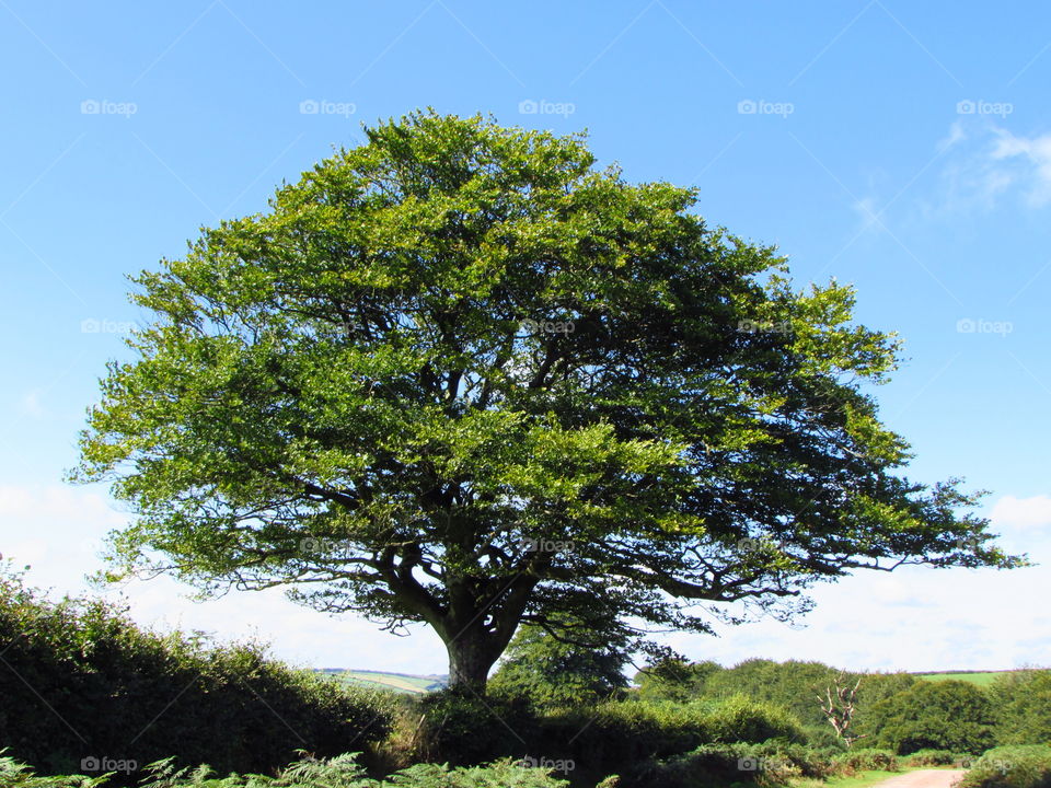 sunlit tree