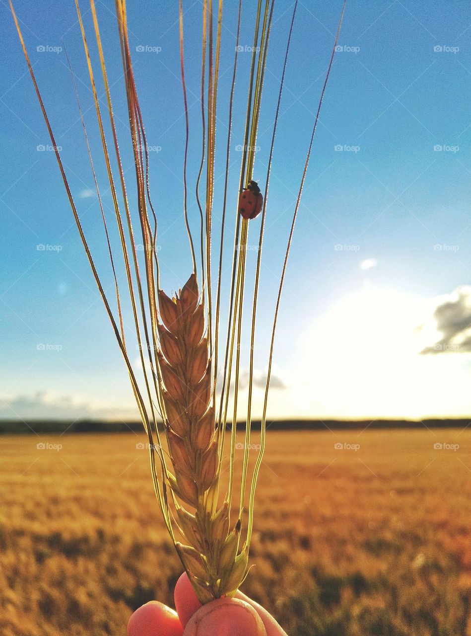 bright colors in minimalism