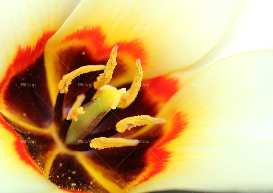 Tulip closeup