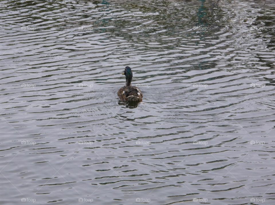 Single Duck Swimming in Water