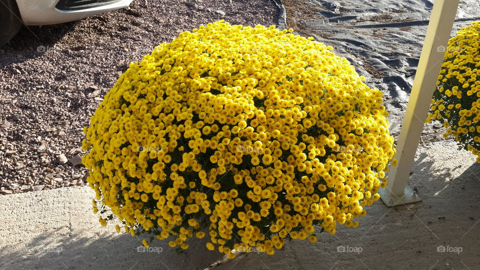 chrysanthemum