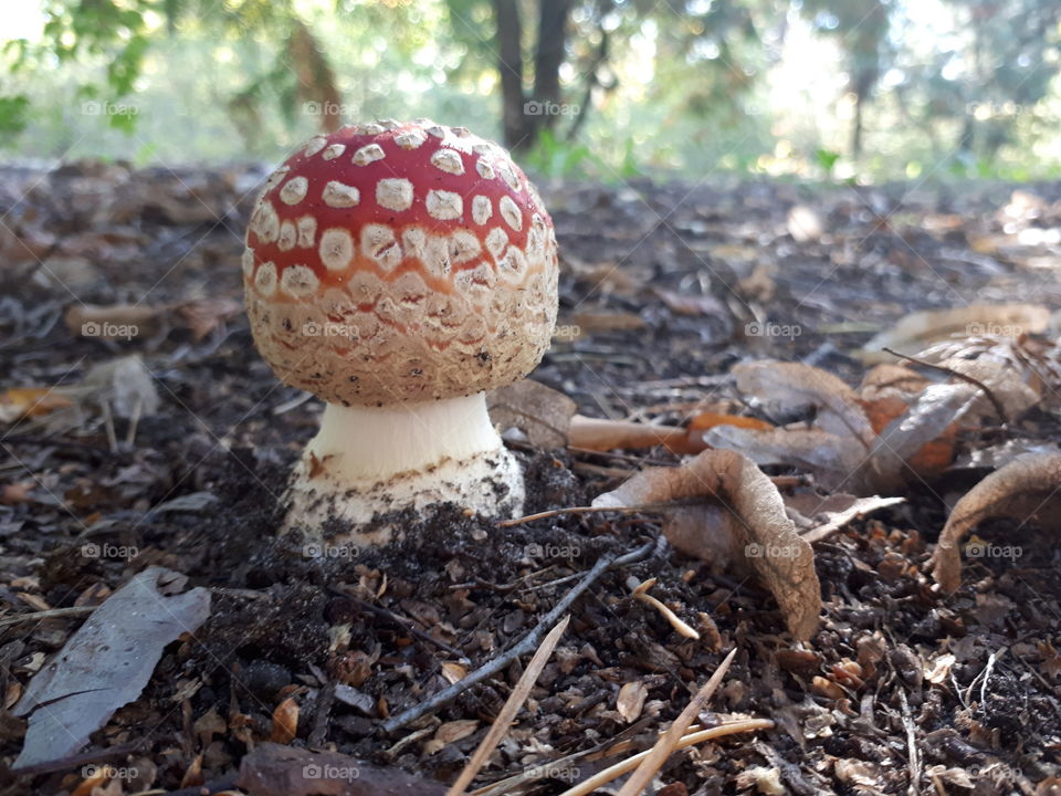 Fly agaric. Close view
