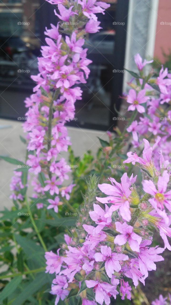 Flower, Nature, Summer, Flora, No Person