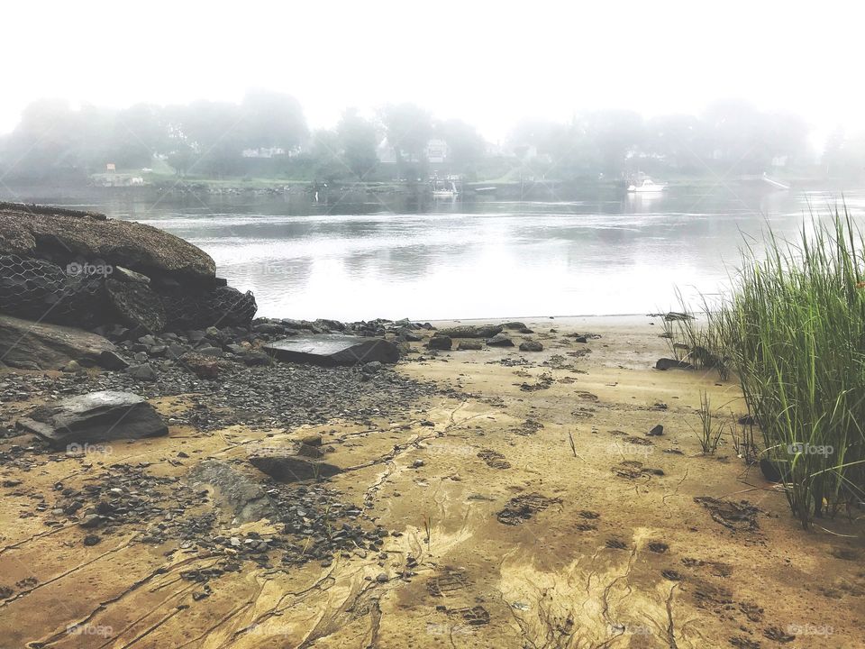 Animal tracks in the fog