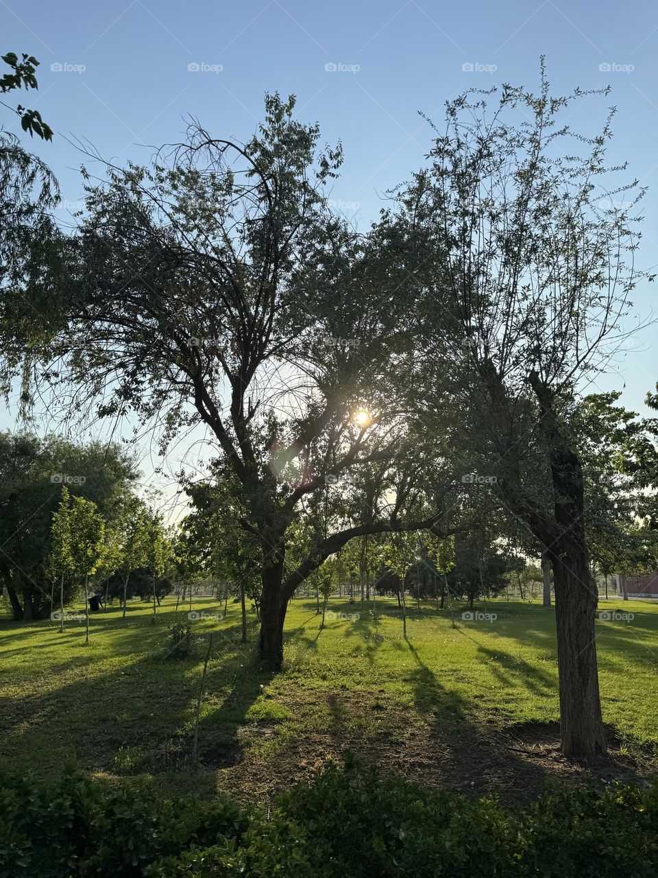 Peace in summer under the shade of trees and summer heat