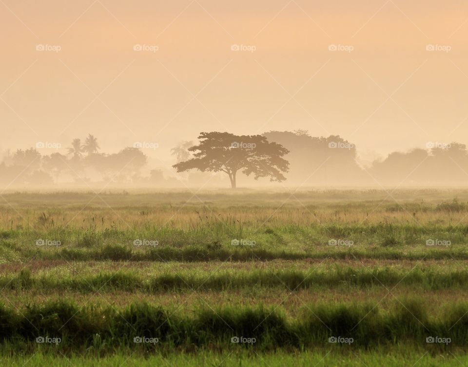 Alone Tree in a Misty Morning