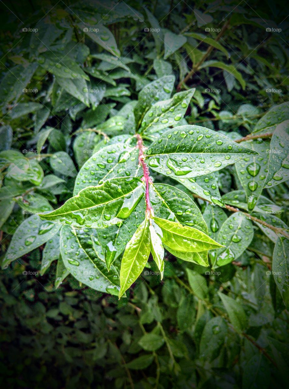 fifty shades of green